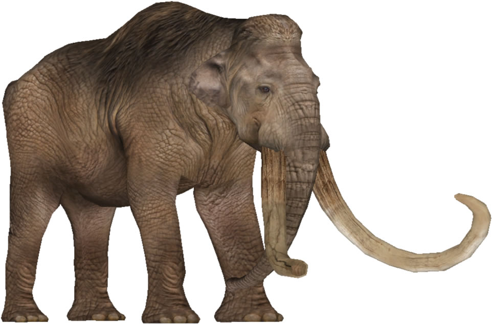 Mammoths coexisted with humans until 11,700 years ago when the mammoth died out.